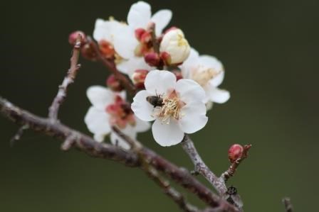 茶色い枝に、白色の花びらと赤みがかった萼を持つウメの花が数輪咲いている写真