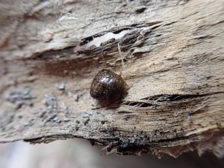 焦げ茶色で丸い形をして光沢があるマルカメムシが、茶色い枯れ木の樹皮の上にいる写真