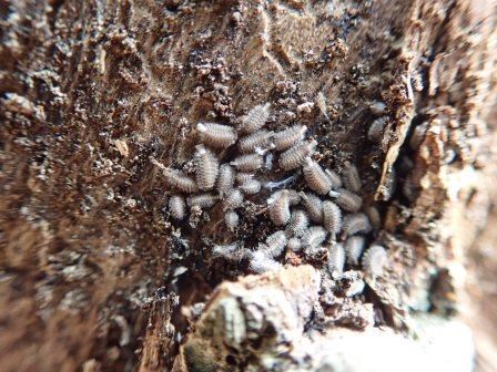 樹皮の割れ目部分に、灰白色の小さなフサ状の体を持つハイイロチビフサヤスデの幼体とみられる群れが密集している写真