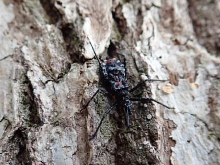ざらざらした質感の白っぽい樹皮の上を登っている、黒っぽい体に赤い斑点を持つヨコヅナサシガメの幼虫の写真