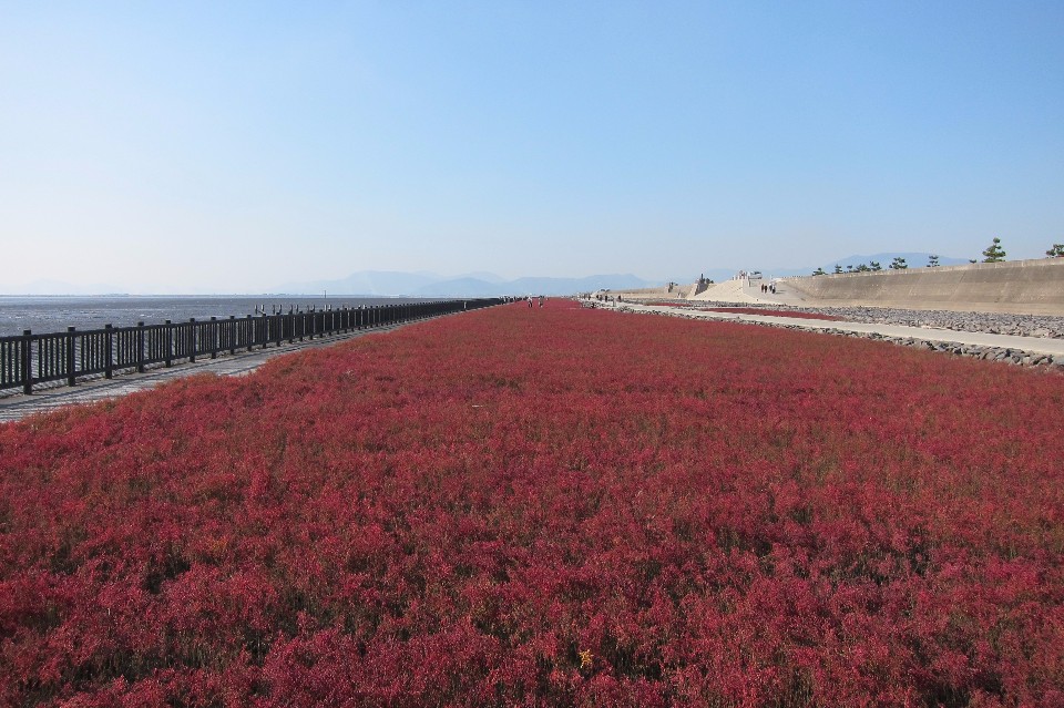 抜けるような青空の下、海岸線に沿って真っ赤に紅葉したシチメンソウが絨毯のように一面に広がり、その横には木製の柵がある遊歩道と堤防が遠くまで真っ直ぐに続いていく秋の穏やかな干潟の風景を捉えた写真