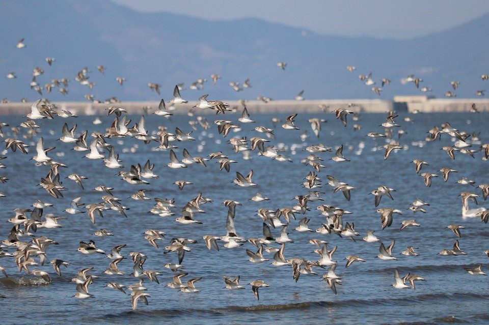 青い海と遠くの山々を背景に、白と灰色の模様を持つ無数の小さなシギやチドリの群れが、水面に近い低空を同じ方向へ向かって一斉に力強く飛び交っている、生命の躍動感あふれる干潟のワンシーンを捉えた写真