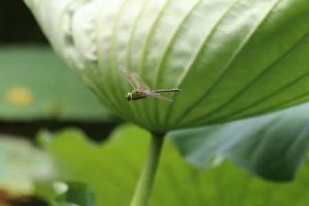 大きく広がるハスの葉の下を、灰色がかった緑色の胴体と透明な羽を持つギンヤンマが、空中を羽ばたきながら飛んでいる写真