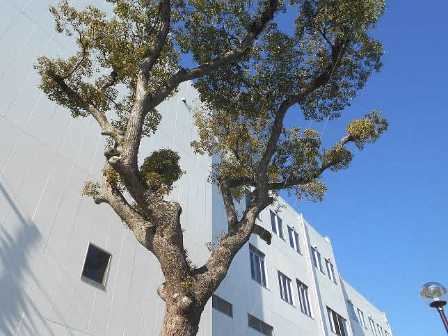 青い空と白い外壁の建物を背景にして、太い幹から枝分かれした大きな樹木が立っており、その枝に白いテグスが張られている写真