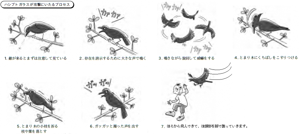 ハシブトガラスが威嚇から攻撃に至るまでのプロセスとして、注意して見ている、大きな声での鳴き声、旋回、嘴のこすりつけ、小枝折り、濁った声、そして背後からの蹴りという7つの段階的な行動を解説したイラスト