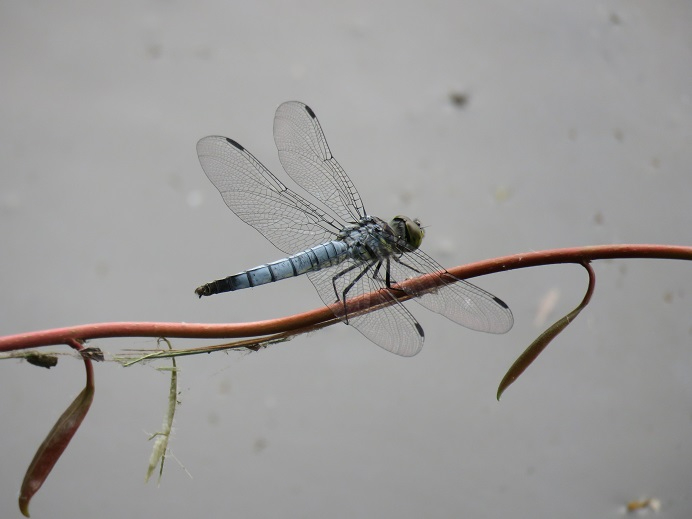 青灰色の胴体と透明な羽を持つコフキトンボが、水辺から伸びた赤茶色の細い植物の茎にとまっている写真