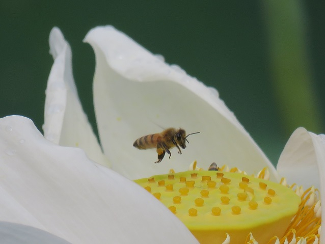 白く開いたハスの花の中央にある鮮やかな黄色の花床に向けて、茶色と黄色の縞模様のあるハチが空中を羽ばたきながら近づいている様子の写真