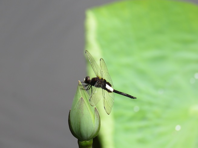 黒い胴体の真ん中に太い白い帯状の模様を持ち、透明な羽を持つコシアキトンボが、淡い緑色のハスの蕾の先端にとまっている写真