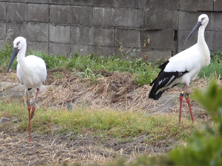 草が混じった泥地の地面に、白い羽毛と長い赤色の足、黒い嘴を持つ2羽のコウノトリが立っている写真