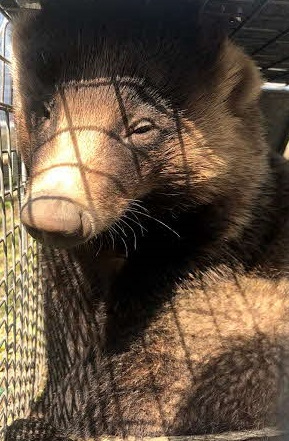 茶色と黒の体毛を持つアナグマが金網の檻の中で横たわっている写真
