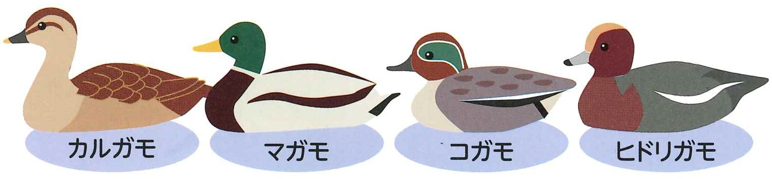 カルガモ、マガモ、コガモ、ヒドリガモの4種類の水鳥が横向きに並んでいるイラスト