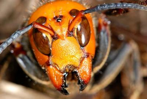 オレンジ色の頭部と大きな複眼、黒い縞模様の体を持つスズメバチを正面から写した写真