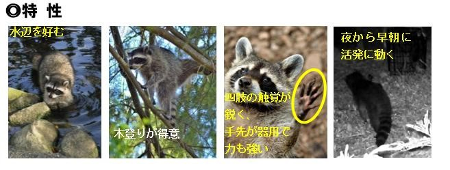 アライグマの特性を示す解説図