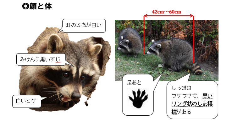 アライグマの顔と体の特徴を示す解説図