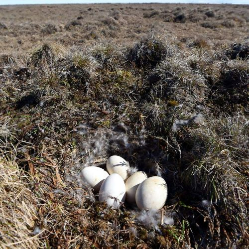 枯れ草や苔が密集する湿地の地上に作られた鳥の巣の中に、滑らかで白い大きな卵が5個身を寄せ合うように収まっており、周囲には親鳥のものと思われる羽毛が散らばっている北極圏の自然界における営巣の様子を捉えた写真