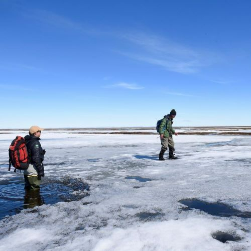 青く澄み渡る空の下、地表を覆う薄い氷や雪が解け始めた広大な湿原で、バックパックを背負った2人の調査員が足元の状況を確認しながら慎重に水辺を進んでいる、極地の春の訪れと厳しい自然環境を捉えた写真