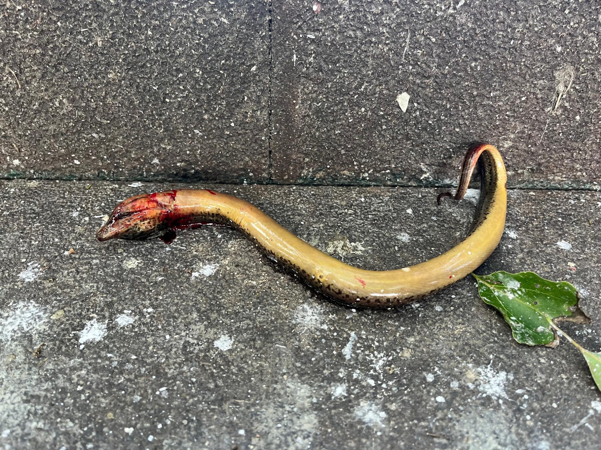 灰色の石段の上に横たわる、頭部に傷を負い血が滲んだ細長いタウナギのようなサギの餌をアップで撮影した写真