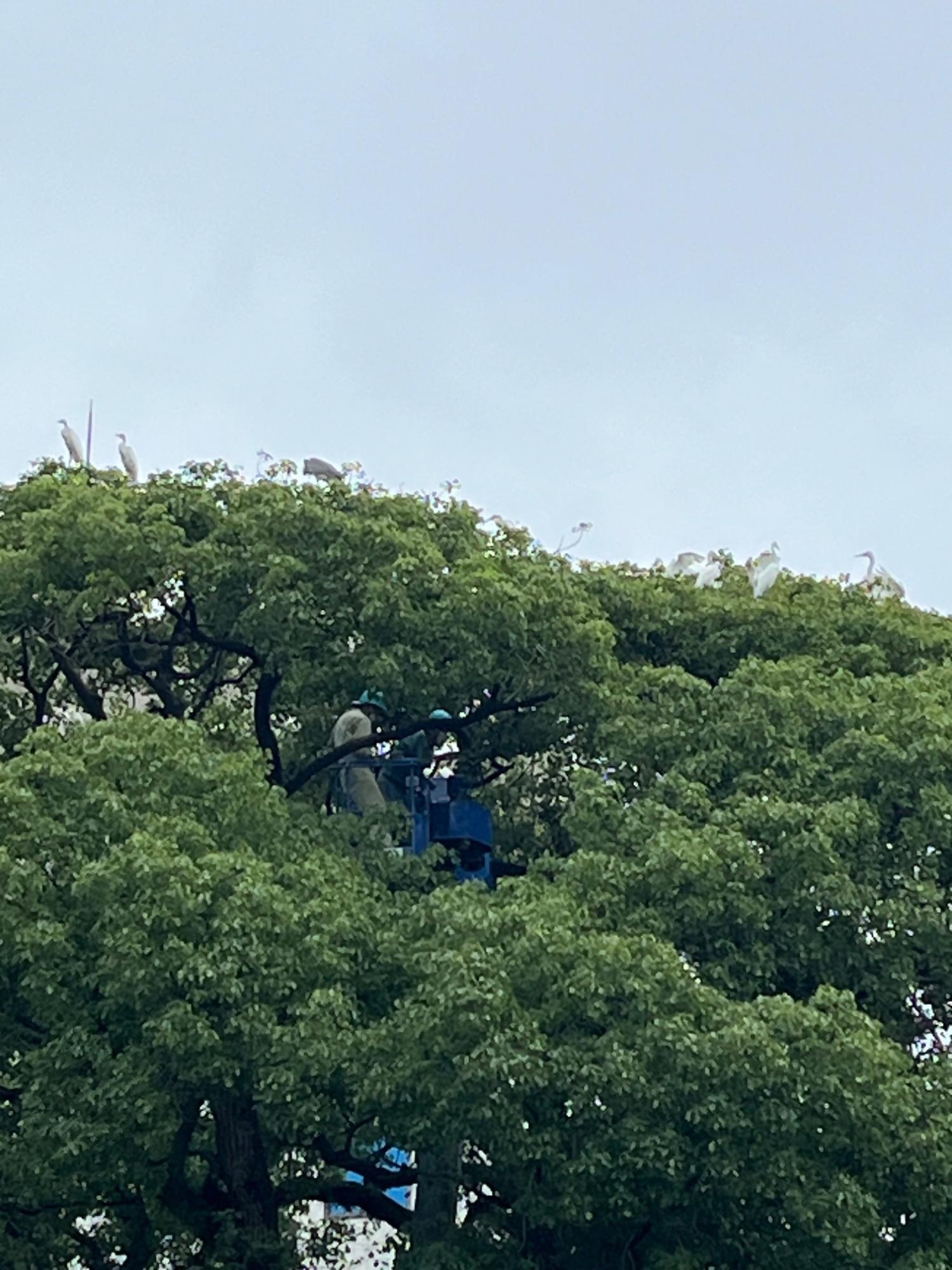 曇り空の下、鬱蒼と繁る巨木の樹冠に青い高所作業車のバケットが入り込み、ヘルメットを被った作業員が木の中で作業を行う傍ら、木の頂点付近には多くの白いシラサギたちが平然と佇んでいる様子を捉えた、サギの巣を撤去中の様子の写真