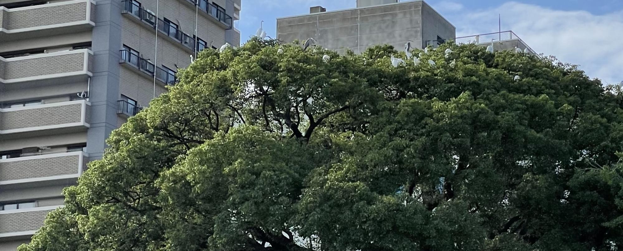 近代的なビルが立ち並ぶ都市部において、こんもりと繁った大きな木の樹冠に、白いシラサギたちが群れをなして羽を休めている写真
