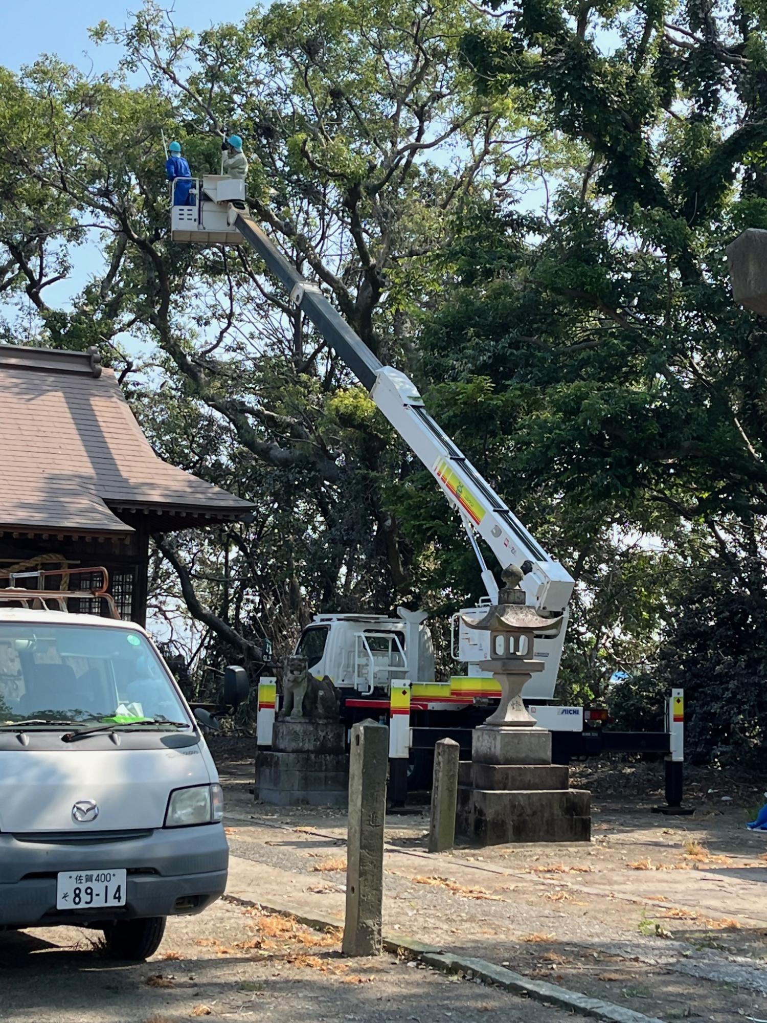陽光が差し込む神社の境内で、白い高所作業車のクレーンが大きく伸び、先端のバケットに乗った二人の作業員が巨木の枝の間でサギの巣を撤去する様子を、手前のトラックや石灯籠とともに捉えた写真