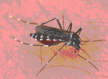黒い体に白い縞模様を持つ蚊が6本の長い脚と2本の触角を伸ばして表面に止まり、吸血姿勢をとるヒトスジシマカの写真