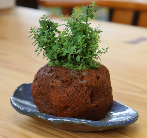 木目調のテーブルの上に置かれた、青い釉薬が施された平皿に、ゴツゴツとした茶褐色の溶岩石を鉢に見立てて青々とした苔と小さな葉を持つ植物を植えたミニ盆栽が飾られている写真