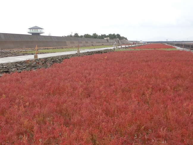 曇り空の下、海岸沿いに広がる平坦な土地に、赤く色づいたシチメンソウの群生が絨毯のように一面を覆い、遠くには防波堤とその先に小さな展望台のような建物が見える秋の海岸風景の写真