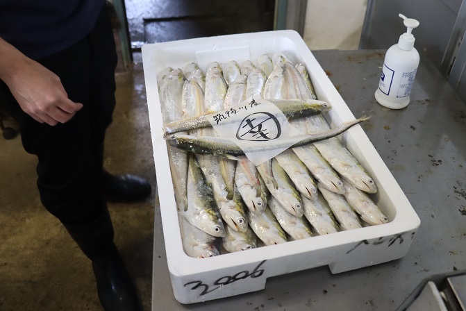 白い発泡スチロールの箱に並べられた銀色に輝く魚の上に、「筑後川産」という文字と丸囲みの「幸」の印が書かれた紙が置かれ、傍らに作業服姿の人物の一部と消毒液が見える、産地直送の新鮮な魚介類を写した写真