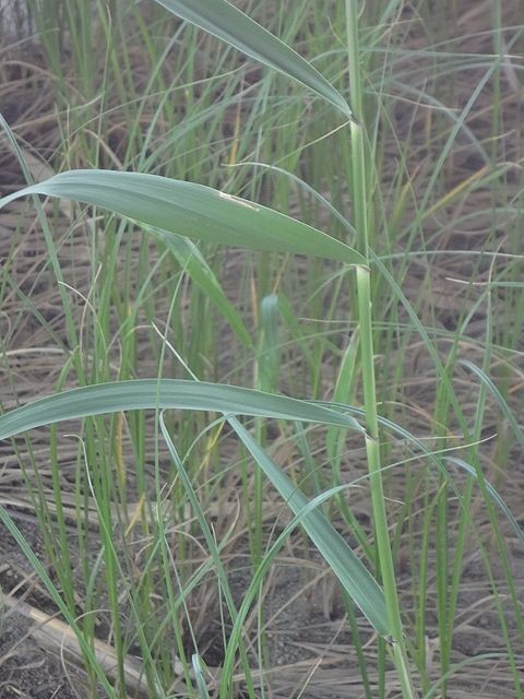 砂地に自生する細長く鋭い形状の葉を持つ緑色の植物が、淡い褐色の枯れ草が混じる背景の中で真っ直ぐに茎を伸ばし、初夏の瑞々しさを感じさせるように複数の葉を左右へ広げている片葉の葦の写真