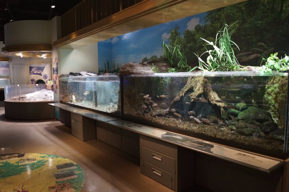 薄暗い展示室内に、川の景観を再現した水槽が並んでおり、流木や岩が配置された水中を泳ぐ魚たちや水面から伸びる植物、背景の青空と森のパネルによって自然環境が表現された、落ち着いた雰囲気の博物館の展示風景の写真（佐賀県立宇宙科学館のサイトへリンク）