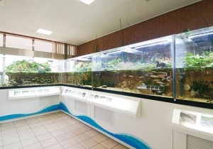 明るい屋内展示室に設置された、水辺の生態系を再現した複数の大型水槽が並ぶコーナーで、水草が茂る水面下を泳ぐ多くの小魚の様子や、水槽下部に備え付けられた各生物の解説パネルが確認できる施設内の写真（佐賀市エコプラザのサイトへリンク）