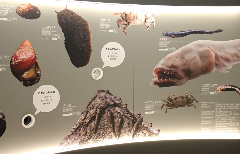 有明海の干潟に生息するムツゴロウ、ワラスボ、トビハゼ、アリアケガニなどの多様な生き物の写真と解説パネルが壁一面に展示されており、巣穴の構造を覗き込めるスコープも設置されている学習用展示コーナーの写真（東よか干潟ビジターセンター「ひがさす」のサイトへリンク）