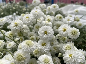 白く小さな八重咲きの花が群れを成して咲き広がり繊細な花弁が密に重なり合う様子を柔らかく捉えた写真
