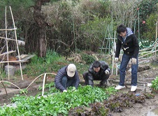 畑で三人の男性が若葉の育つ畝にかがみ込み、道具を使いながら協力して丁寧に野菜の手入れを進める様子を捉えた写真