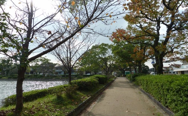 川沿いの遊歩道に並ぶ木々が秋の色づきを見せ、静かな水面と住宅街の景色が調和して穏やかな雰囲気を漂わせるお濠周辺の道の写真