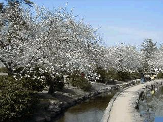 澄み渡る青空の下で満開を迎えた白い桜並木が、緩やかにカーブする小川と遊歩道に沿って美しく連なり、遠くには散策を楽しむ人々の姿も見られる春の穏やかな公園の風景を記録した情緒溢れる写真
