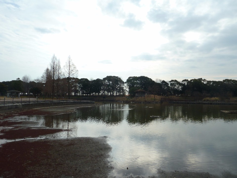 薄曇りの空の下、穏やかな水面が広がる池の対岸に深い緑の木々や小さな東屋が並び、手前には緩やかなカーブを描く岸辺やタイル張りの歩道が整備された、静寂と落ち着きを感じさせる冬の公園の風景を捉えた写真