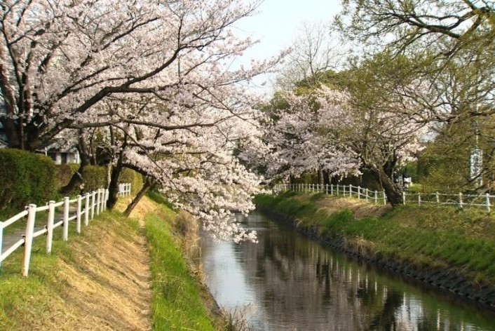 穏やかな川の両岸に沿って満開の桜並木が続き、白い柵が設置された緑豊かな土手から桜の枝が水面へと美しくせり出している、春の訪れと日本の情緒ある風景の写真