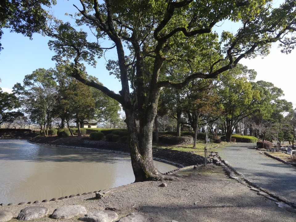 穏やかに波打つ池のほとりに立つ大きな広葉樹を中心に、石組みで縁取られた遊歩道が木々の合間を縫うように奥へと続き、青空の下で豊かな緑と水辺が調和する蓮池公園の風景を丁寧に描写した、情緒豊かな屋外の写真