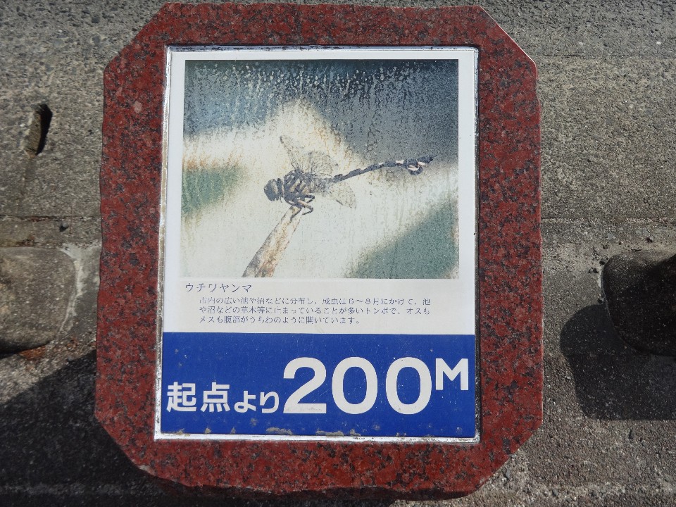 赤茶色の石枠に収められたプレートで、上部には「ウチワヤンマ」というトンボの写真と解説文が記載され、下部の青い背景には白文字で「起点より200メートル」と大きく記された、遊歩道や公園などの路面に設置された案内表示の写真