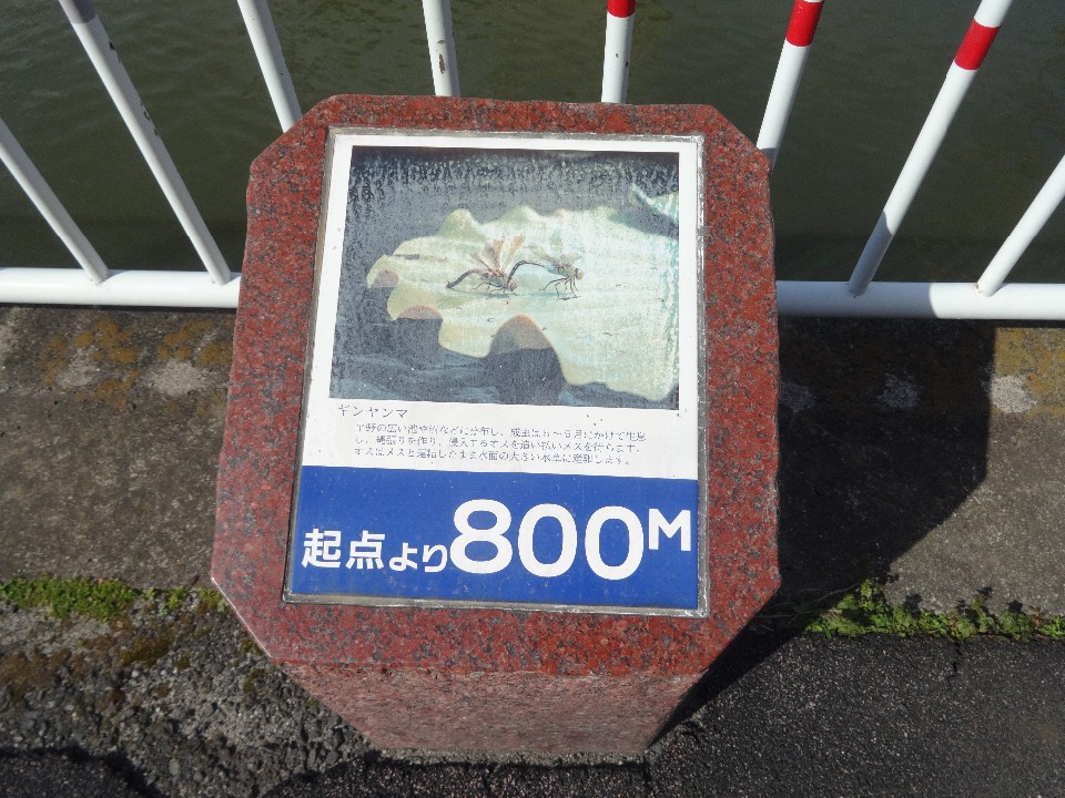 赤茶色の石枠に収められたプレートで、上部には「ギンヤンマ」の写真と解説文が記載され、下部の青い背景には白文字で「起点より800メートル」と大きく記された、水辺の柵のそばにある遊歩道の路面に設置されている案内標識の写真