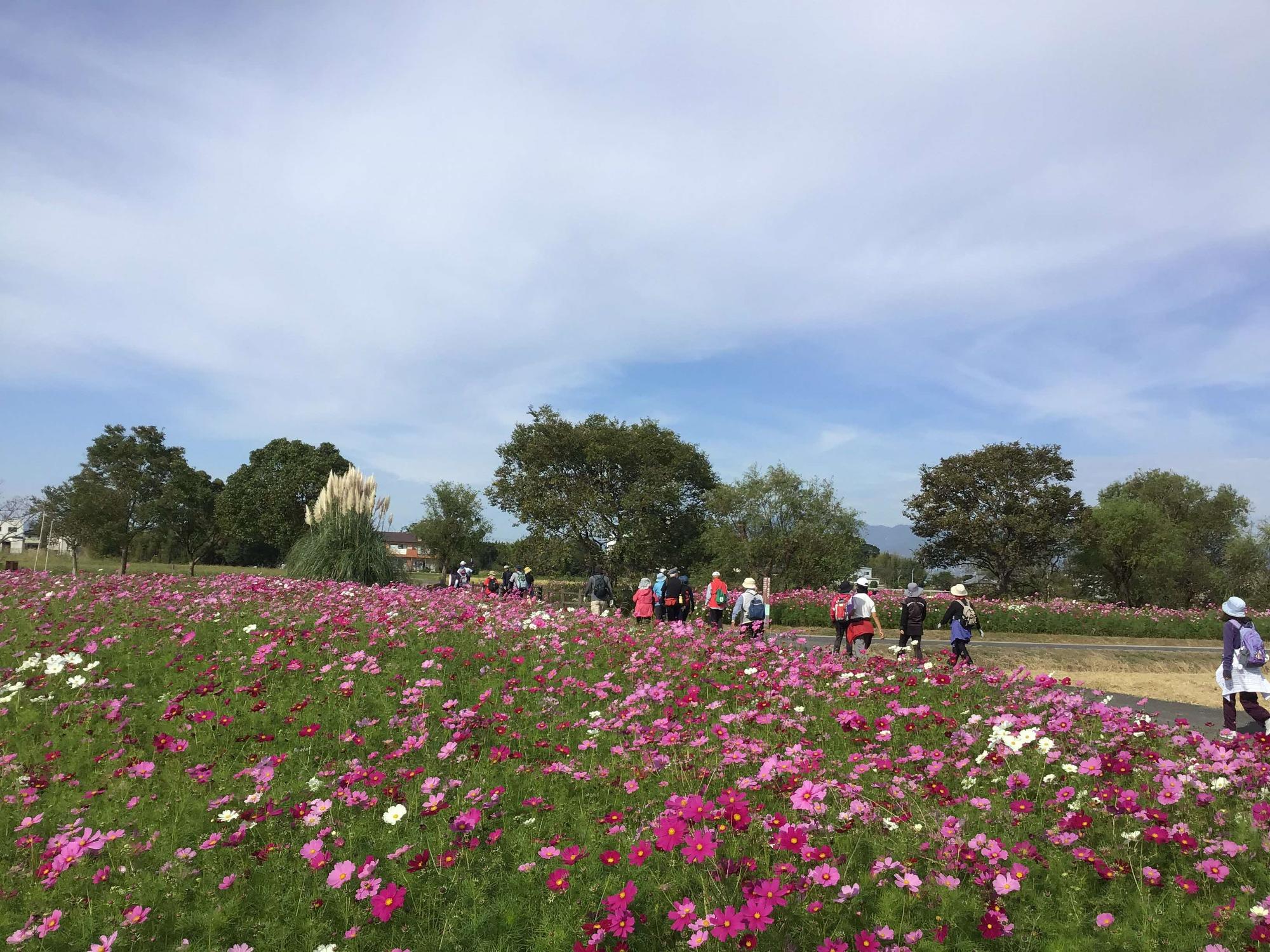 広い花畑にピンクや白のコスモスが一面に咲き、奥には緑の木々が並び、青空の下で複数の人々が遊歩道を歩いている写真