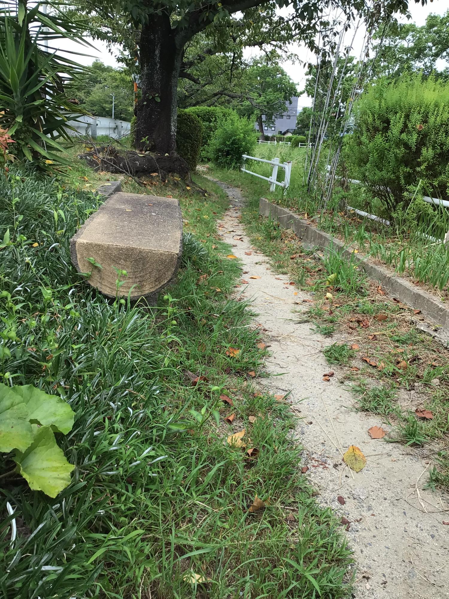 草木が芽吹く小道の傍らに、丸太を半分に割ったような素朴な石造りのベンチが置かれ、その先には白い柵に沿って細い土の道が続く、多布施川沿いの遊歩道の写真