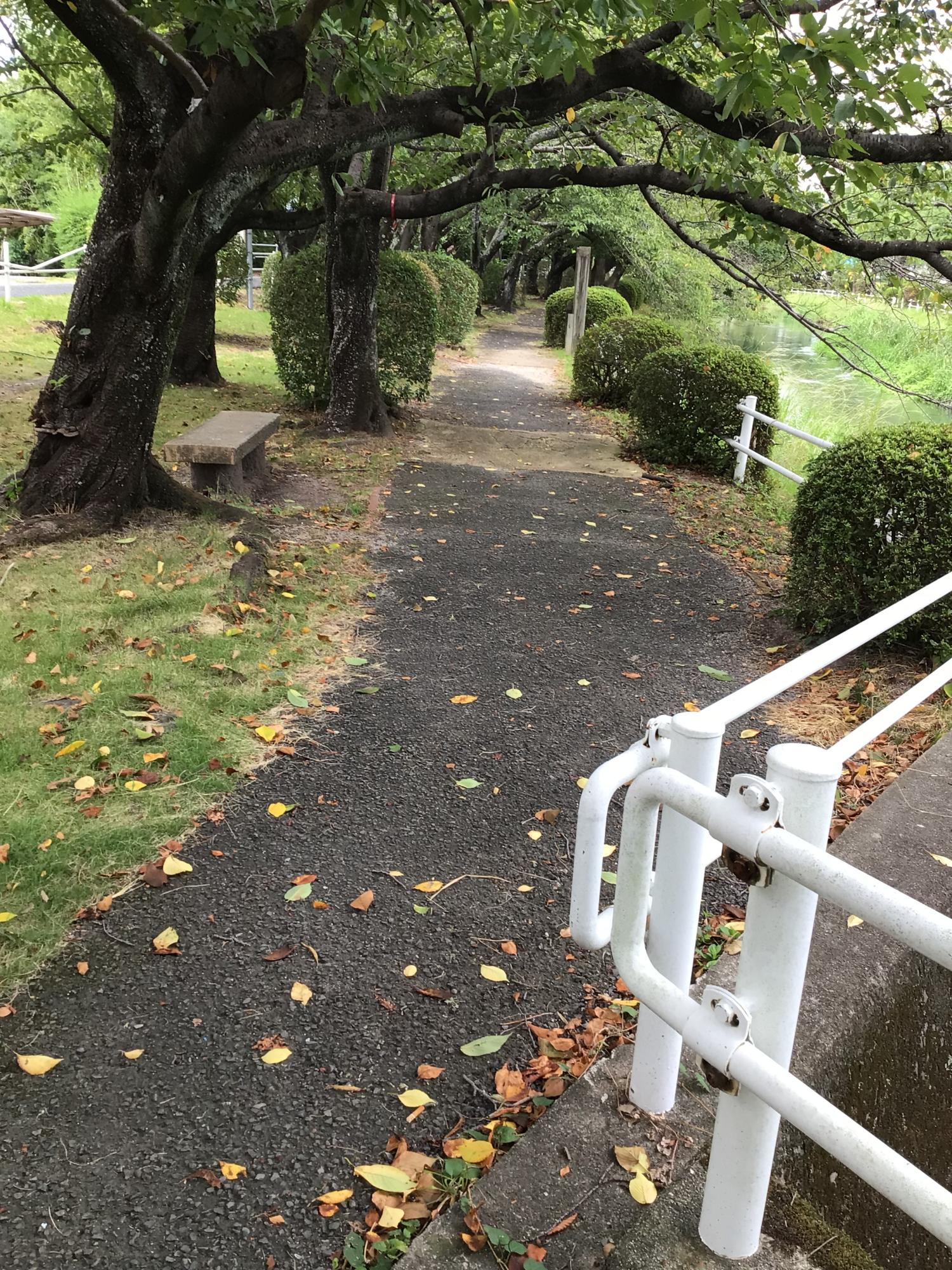大きな桜の木々がトンネルのように遊歩道を覆い、足元には落ち葉が散りばめられたアスファルトの道が続く、川沿いの静かな散策路を捉えた写真