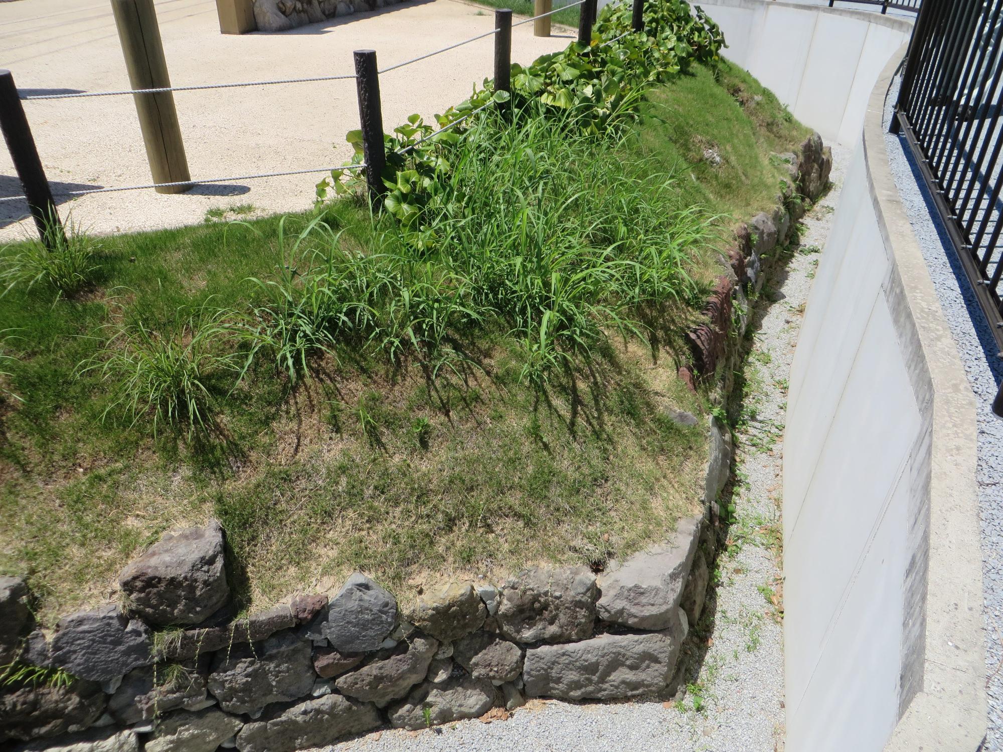 石垣で縁取られた緩やかな斜面に芝生や雑草が茂り、上部には黒い支柱の柵が設置され、下段の白いコンクリート壁との間に砂利道が通る整えられた屋外施設の境界付近の様子を写した写真