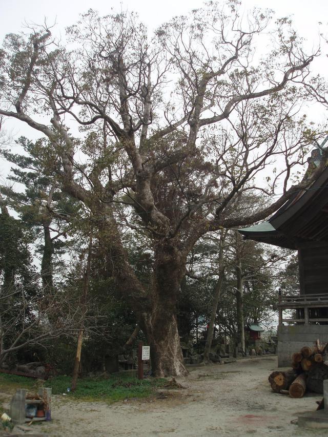 境内の中で複雑に枝分かれした巨大な幹が天高く広がり、社殿の傍らに佇む姿を捉えた御神木の写真