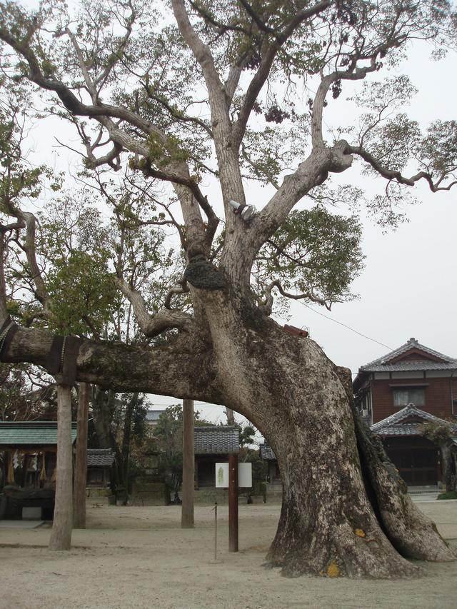 太い幹が大きく斜めに傾きながらも枝を伸ばす古木の全景を捉えており、背景には伝統的な日本家屋や小さな祠が佇む境内の風景の写真