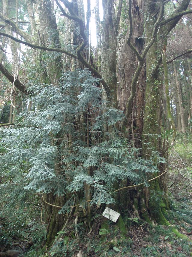 苔むした巨大な幹から無数の枝が力強く伸び、その根元には縄が巻かれ、傍らに小さな白い案内板が立てられた大カツラの写真