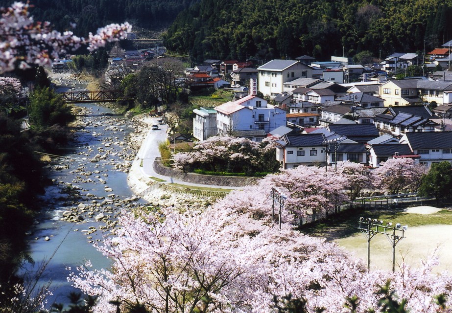 山あいを流れる川に沿って薄ピンク色の桜並木が満開に咲き誇り、その奥には瓦屋根の家々が密集する集落と豊かな緑の山々が広がる春の古湯温泉の写真