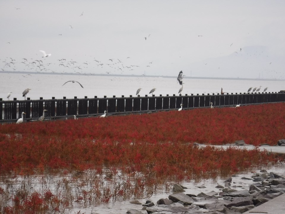 赤色のシチメンソウの群生地と、その背後にある黒い柵の上に佇む野鳥、そして海の空の上を群れをなして飛んでいる鳥たちの様子を写した写真